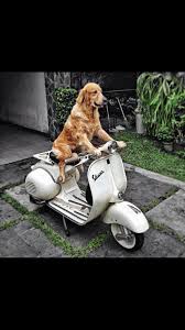 Dog Gone Vespa Vespahartford Scooter Scootercentrale Fun Summer Smile Dog Vespa Bmw Motosikletler