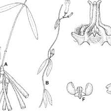 Image result for Secamone punctulata