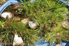 Bienen Tranke Im Garten Auf Dem Balkon Bienentranke Richtig Aufstellen Bienen Pflanzen Bienenpflanzen