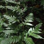 Image result for Tectaria fernandensis