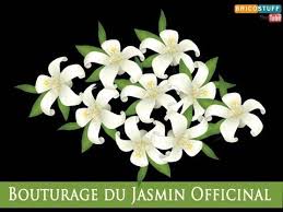 Multiplication Vegetale Comment Bouturer Un Plant De Jasmin Blanc Officinal Youtube Plante Jasmin Jasmin Officinal Bouturer Jasmin