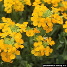 Erysimum Cv Planting Flowers Plant Identification Orange Flowers