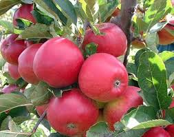 apple tree ile ilgili görsel sonucu