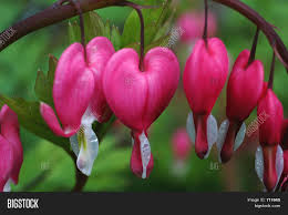 Wide selection of flower bulbs that will make an excellent gift for flower lovers. Bleeding Heart Image Photo Free Trial Bigstock