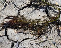 Image result for Ceratophyllum submersum