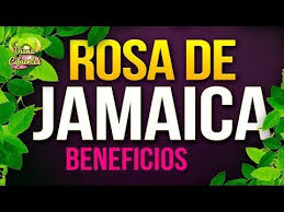 Para Que Sirve La Jamaica Propiedades Beneficios Y Contraindicaciones De La Rosa De Jamaica Y Beneficios De La Jamaica Rosa De Jamaica Jamaica Propiedades