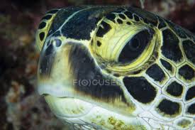 Browse the user profile and get inspired. Hawksbill Sea Turtle Head Hawksbill Turtle Testudines Stock Photo 174401234