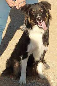 Inland Empire Ca Australian Shepherd Border Collie Mix Meet Boomer A Dog For Adoption Https Www Adoptapet Com Pet Australian Shepherd Dog Adoption Pets