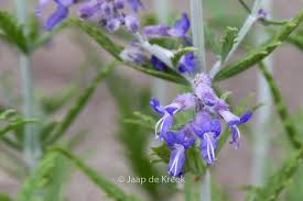 Image result for Perovskia atriplicifolia lacey blue lisslitt photo