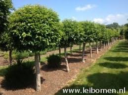 Immergrune Baume Welcher Prunus Lusitanica Oder Portugiesischer Lorbeerblatt Ist Ein Wunderschoner Baume Gartenhaus Imme Garten Pflanzen Garten Ideen