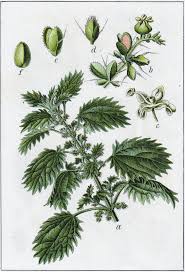 Image result for Urtica urens