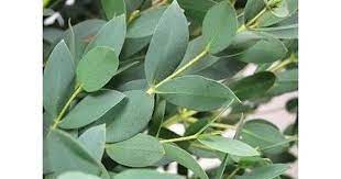 Gunni Eucalyptus Flower Care Flowers Foliage