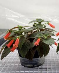 Image result for Microcoelia koehleri