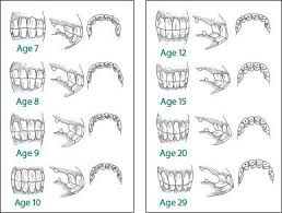 pin by mustang camp on horse teeth horse care horse age