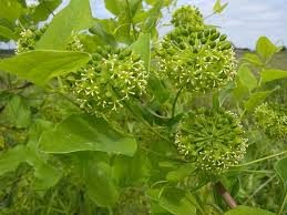 Image result for Smilax