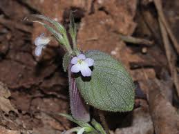 Image result for Indigofera soutpansbergensis