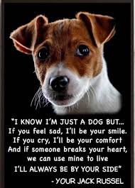 So Very True Join Our Pinterest Fam Thepetdreamstore And Follow Us On Instagram Thepetdreamstore Jack Russell Terrier Jack Russell Dog Quotes