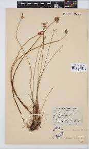 Image result for Fuirena leptostachya