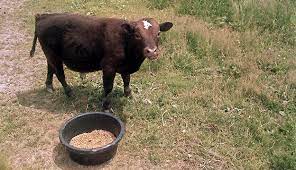 How Now Tiny Cow On Raising Small Cows Hobby Farms