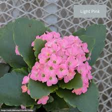 Image result for Kalanchoe dyeri