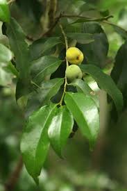 Image result for Drypetes