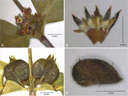 Image result for Rytigynia sp. M