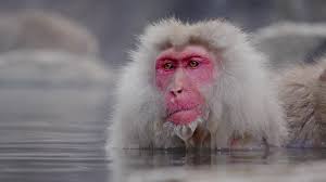 850+ Cold Monkey Stock Videos and Royalty-Free Footage