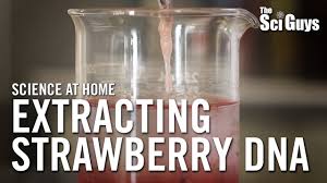 Strawberries are chosen for this particular experiment because strawberry cell has eight copies of the genome, and it would be easier to extract the dna since it is The Sci Guys Science At Home Se2 Ep15 Extracting Strawberry Dna Youtube