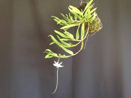 Image result for Angraecum cultriforme