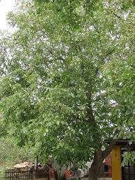 Image result for antraknóza ořešáku