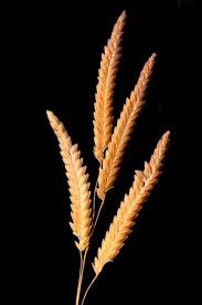 Image result for Eragrostis tenuifolia