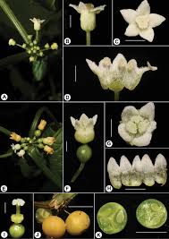 Image result for Zehneria