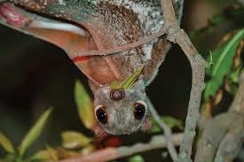 Their closest evolutionary relatives are primates. Colugo Hashtag On Twitter