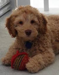 While it is recognized that labradoodles have a pleasant general temperament and disposition, the breeder cannot and does not guarantee the general temperament or disposition of the puppy inasmuch as general temperament or. Puppy Price And Payment Methods Labradoodles Of The North