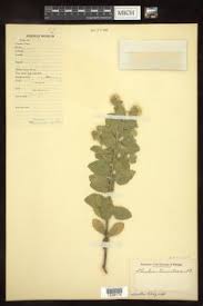 Image result for Pluchea bequaertii