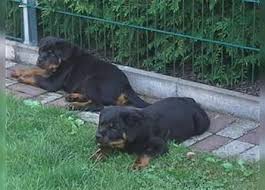 Französische bulldogge ella, klein und angriffslustig & tierschutzhund lun, macht stress an der leine. Rottweiler Kaufen Und Verkaufen Edogs De