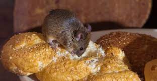 While they will mostly eat what they can find, they can occasionally hunt as well. What Rats Like To Eat Rentokil Id