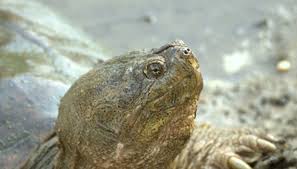Life Cycle Of A Snapping Turtle Animals Mom Me