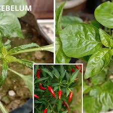 Check spelling or type a new query. Tip Pulihkan Masalah Daun Pokok Cili Kerinting Bergulung Tanpa Guna Racun