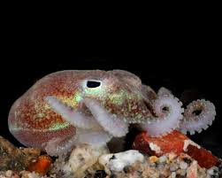 Image result for Dissotis caloneura