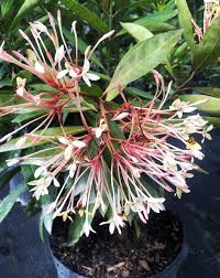 Image result for Ixora seretii