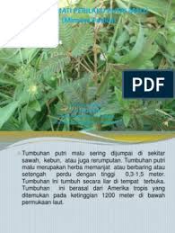 Download now menggambar cangkir sketsa foto landrace ldr legend limbah line lingkaran live lute malu mancanegara manga mauhalek mayang mays membeku. Gerak Pada Tumbuhan Putri Malu Termasuk Gerak