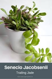 Trailing Jade Senecio Jacobsenii Also Known As The Vining And Weeping Jade The Senecio Jacobsenii Is A Hanging Succulents Jade Plants Plant Care Houseplant