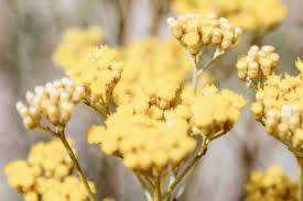 Image result for Helichrysum