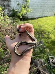 This Is Eel Its A Garter Snake From The Wild I Found It As A Baby After A Mower Accident Took It To The Vet And They Said It Got L Garter Snake My Buddy Snake