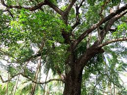 Image result for Mimusops