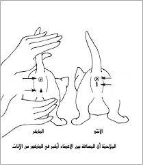 عالم القطط icats91 twitter