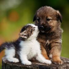 Twin Lakes Veterinary Hospital 7303 State Route 43 Kent Oh 44240 Usa Vetlocal Org