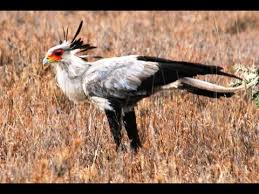 The dullstroom bird of prey & rehabilitation centre strives to educate the public on the plight of raptors. Africa S Killer Birds Youtube