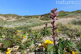 Image result for Orobanche minor